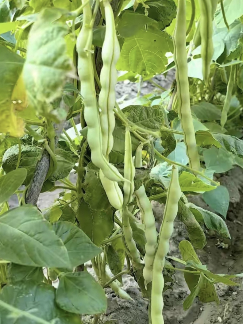 豆角图片真实照片农村菜园豆角图片豆角秧菜园子豆角图片豆角子图片