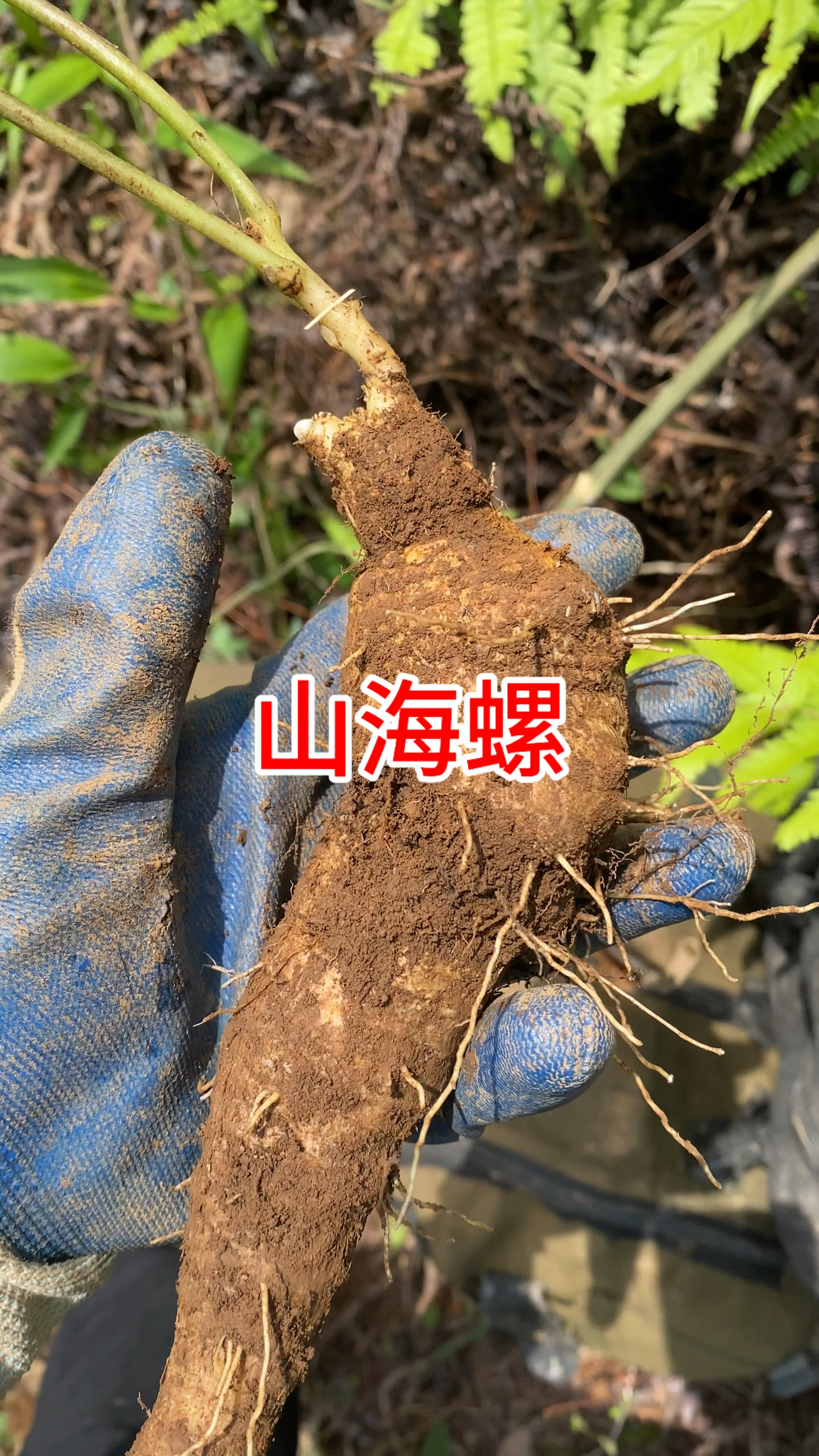 海拔1500米的山海螺,也叫四叶参,羊乳参!女人一定要认识的植物-度小视