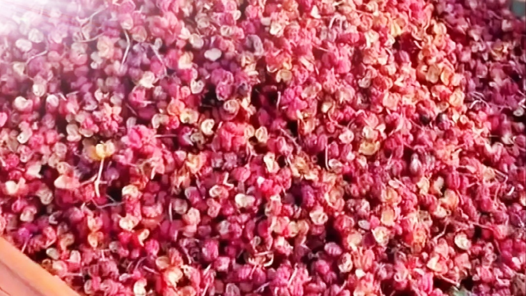 凤县大红袍花椒