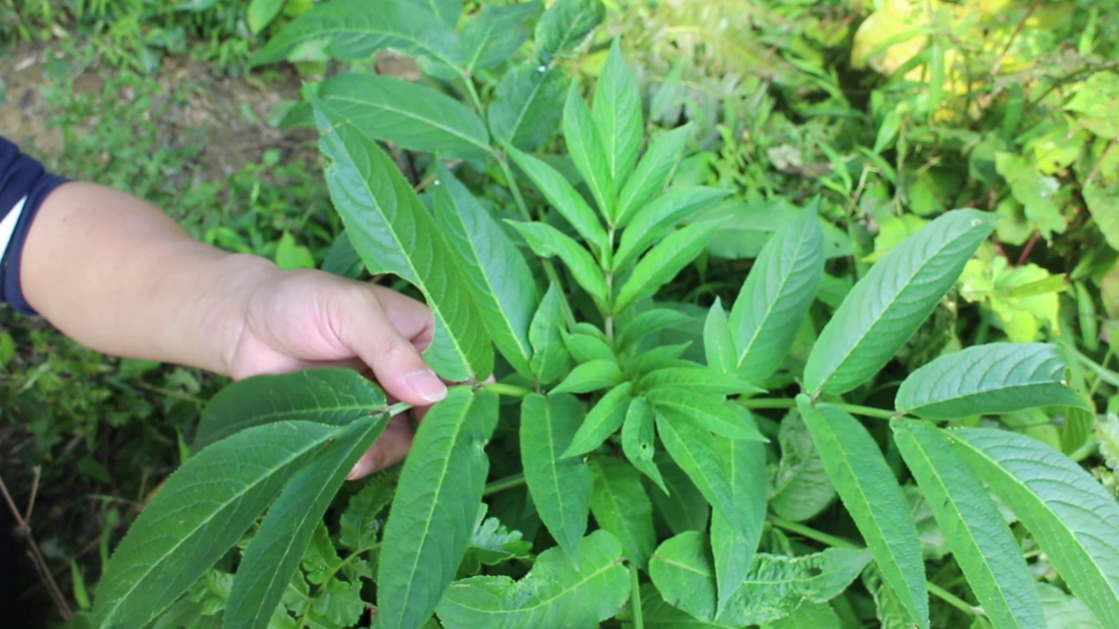 村里一位赤脚医生,在菜园种植了一片接骨草,认识一下,有啥作用