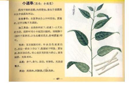 大通草vs小通草,中药里的秘密武器,你真的了解吗