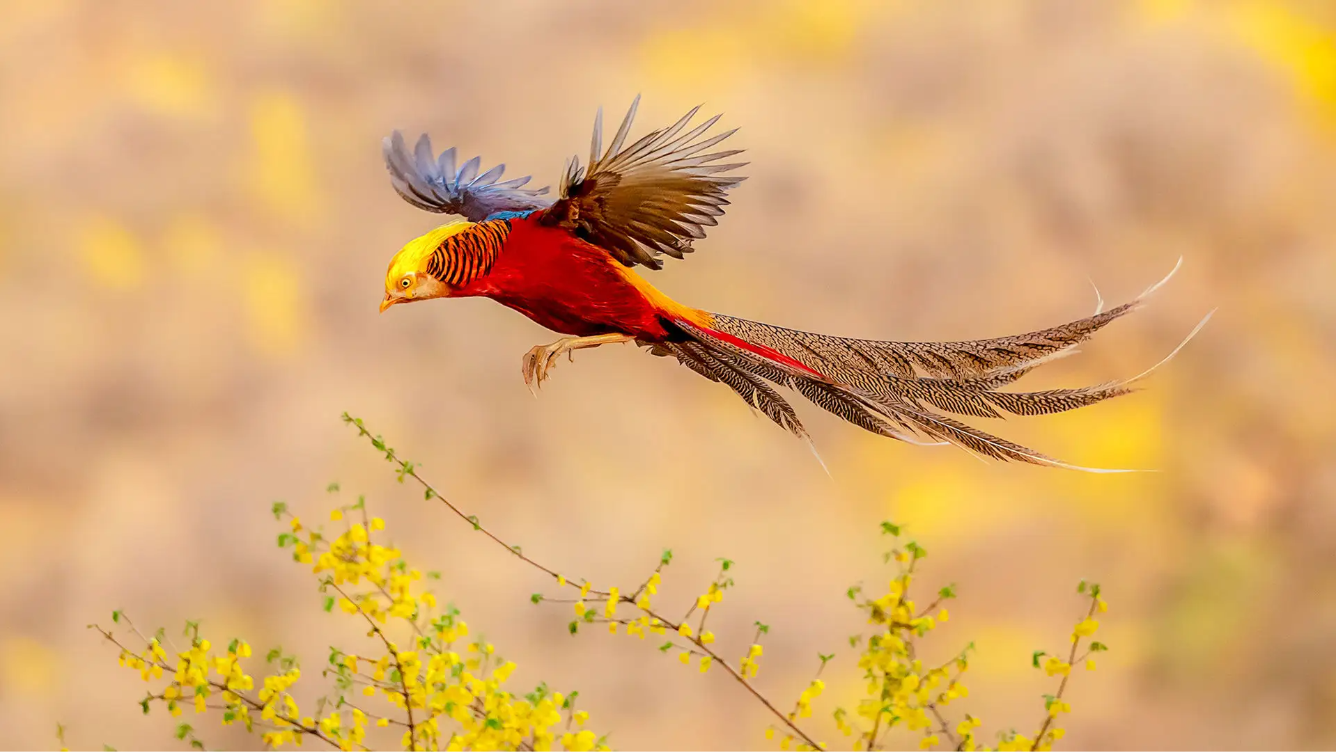 2018年老农深山里发现"凤凰",动物专家:什么凤凰,就是只鸡!
