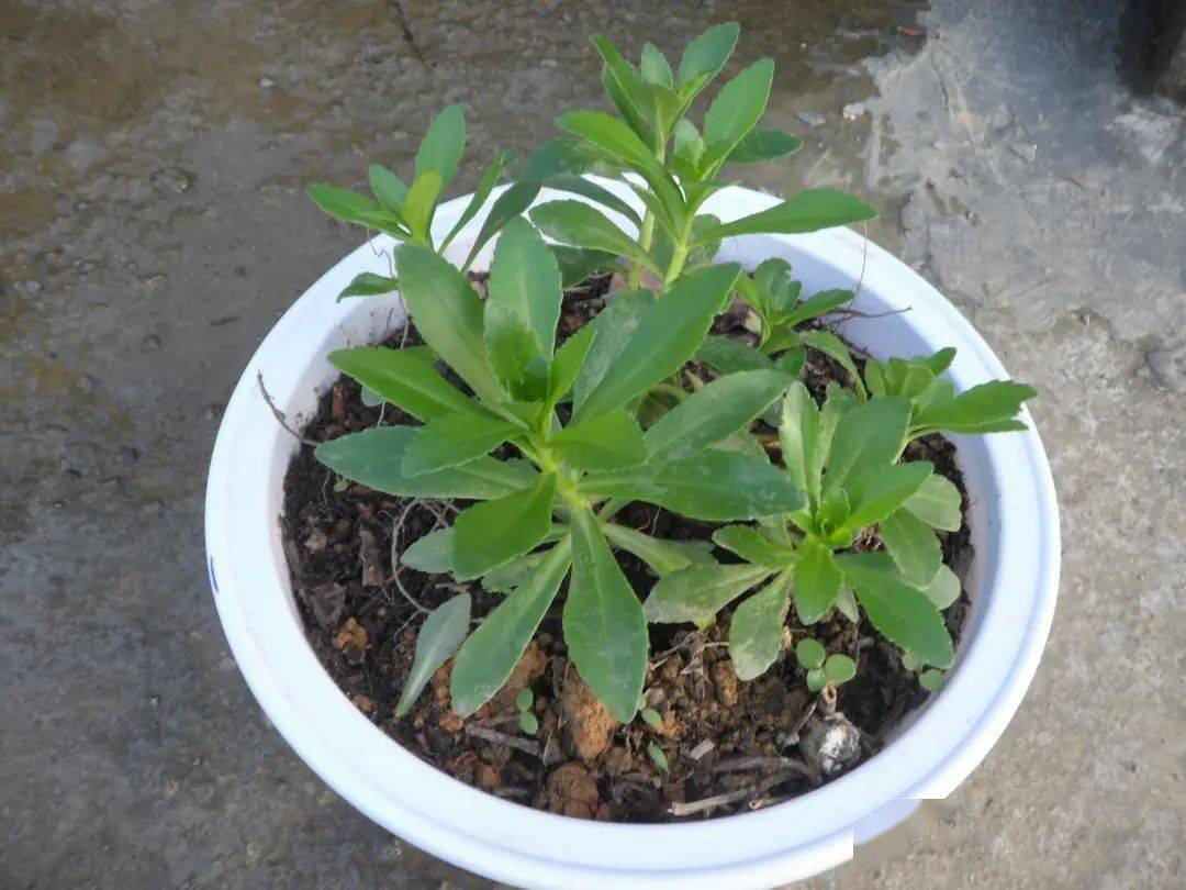 农村常见的养心菜,又叫费菜,救心菜,高钙菜,有哪些价值?