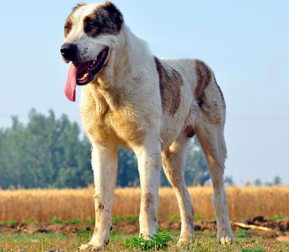 中亚牧羊犬,又称为中亚犬或中亚牧羊犬,是一种历史悠久的大型犬种,起