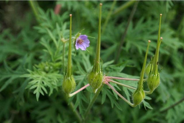牻牛儿苗是一种怎样的植物