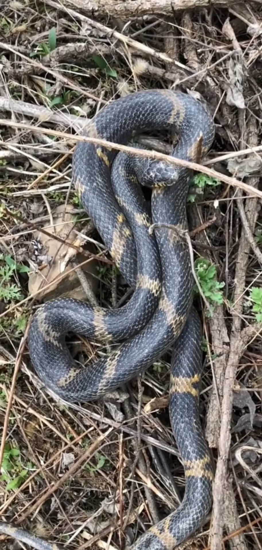 毛骨悚然!辽宁抚顺,一男子在野外树林,发现一条黑黄两色的怪蛇