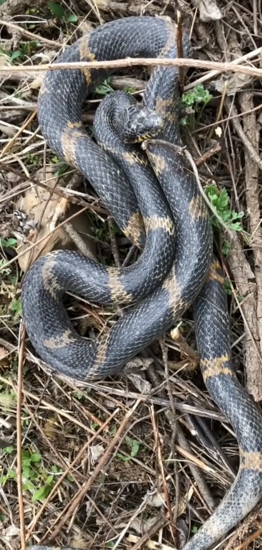 毛骨悚然!辽宁抚顺,一男子在野外树林,发现一条黑黄两色的怪蛇
