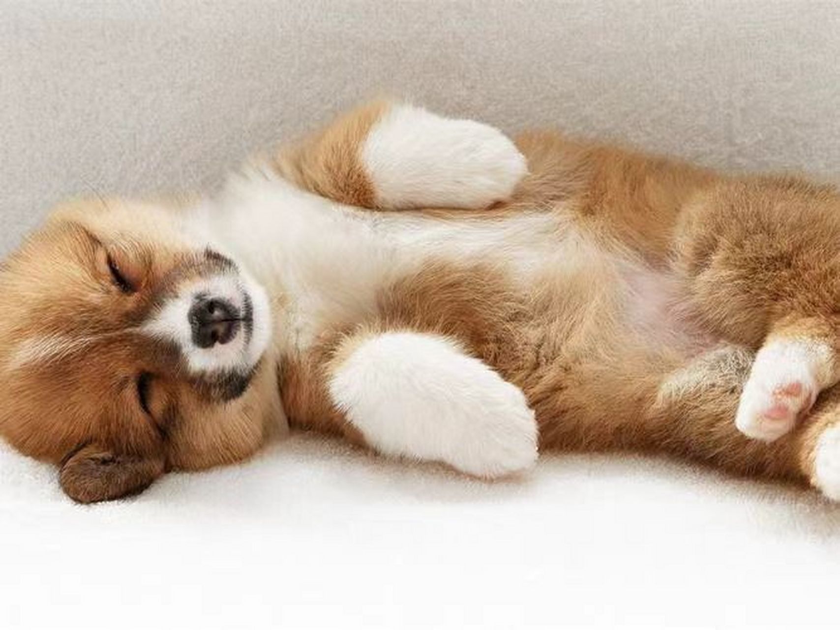 看看可爱狗狗的睡觉的姿势可以帮助主人更好地了解它们的心理状态和