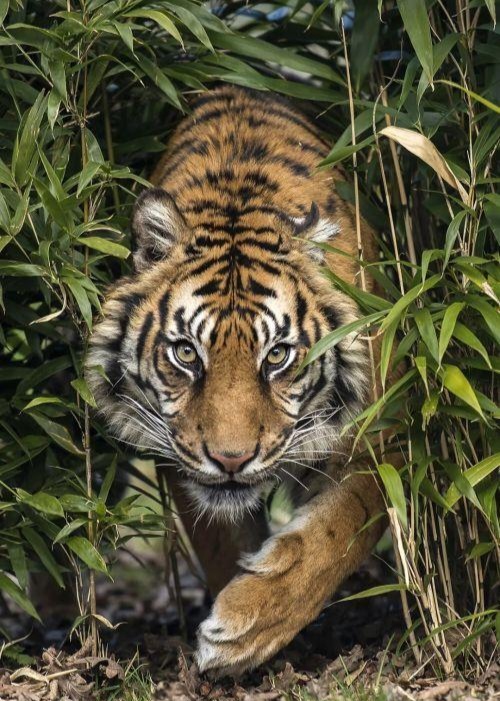 老虎东北虎的图片野生东北虎壁纸老虎手机壁纸超清森林之王是什么动物