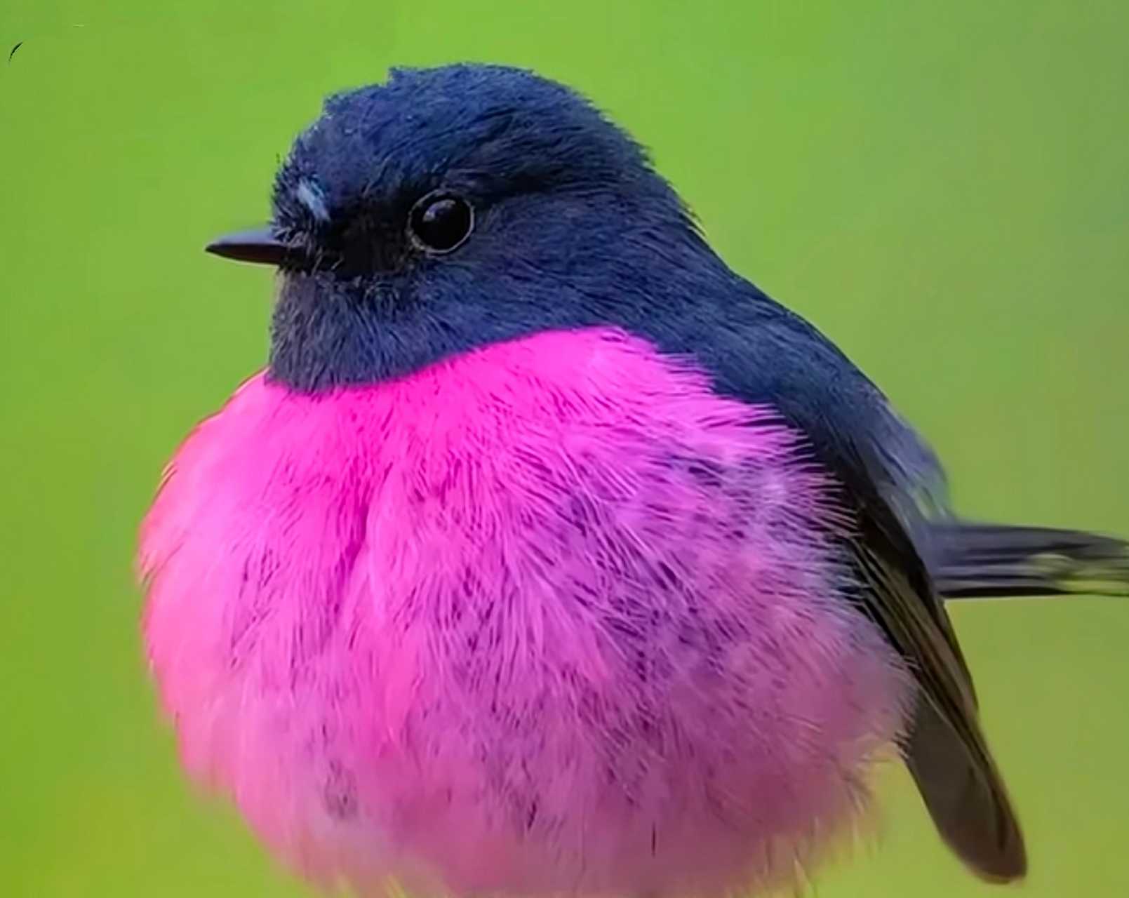 难得一见,粉色的知更鸟,滚圆滚圆的.