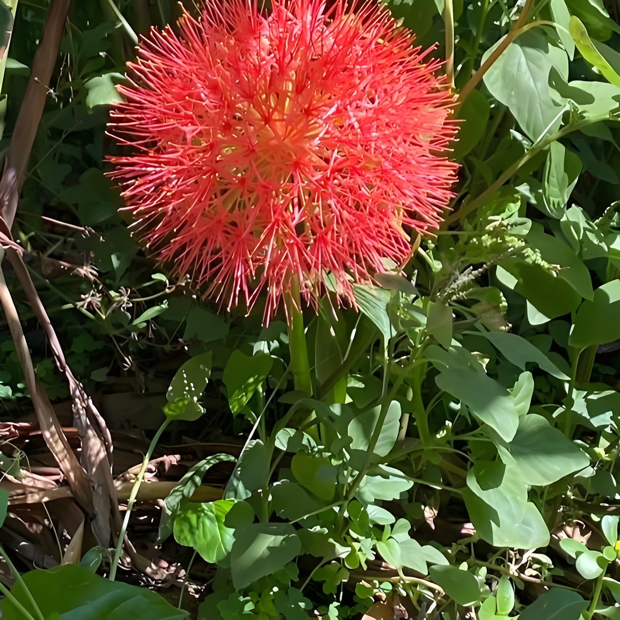 网球花的栽种技巧大揭秘