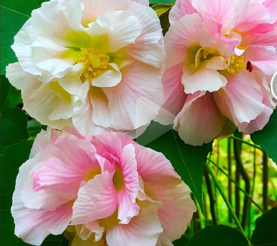 芙蓉花,宛如一位婉约的江南女子,静静地在枝头绽放