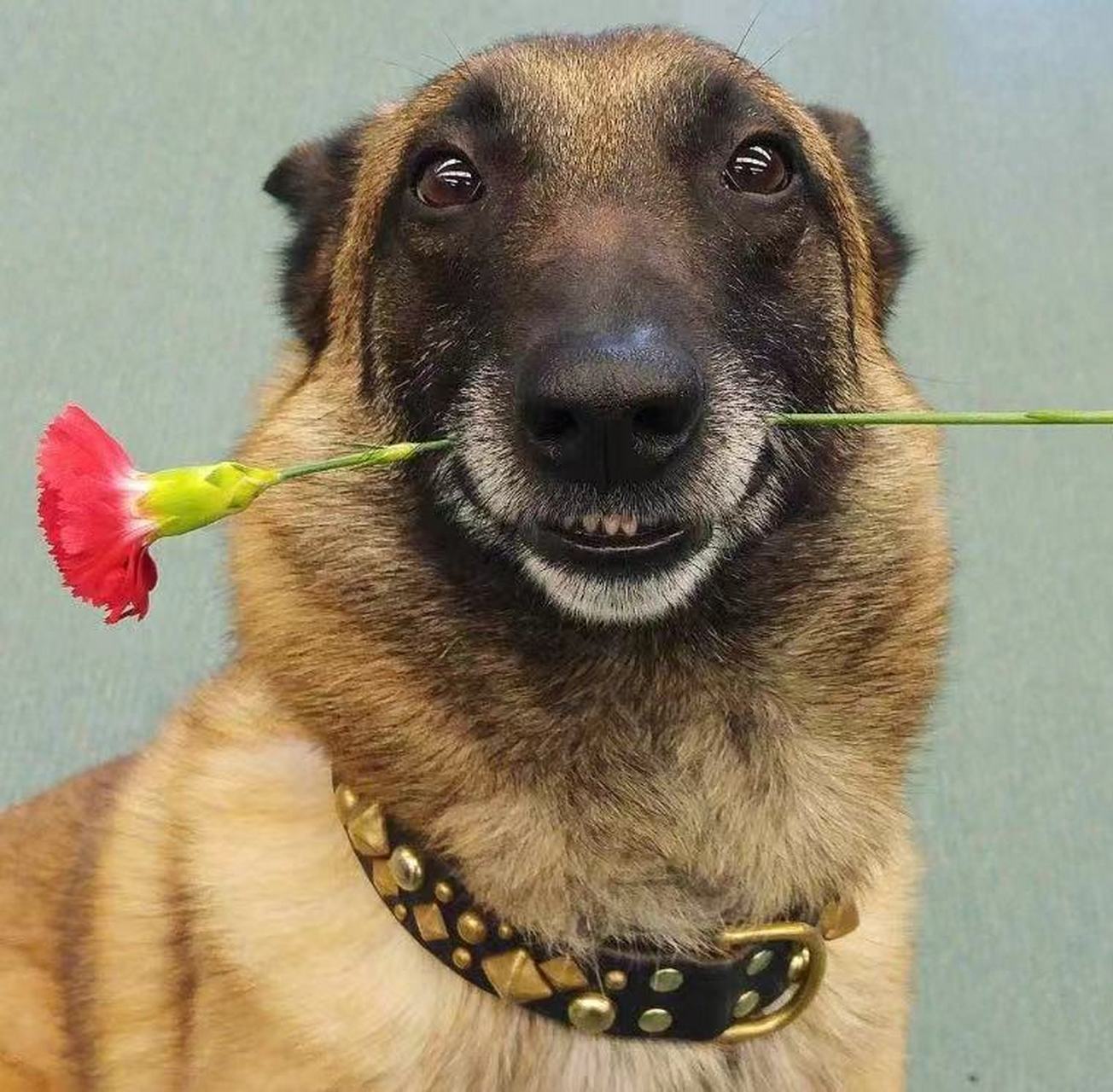 狗狗们真是天生的喜剧演员!瞧那得意表情,仿佛在说:"哈哈,看我多搞笑!