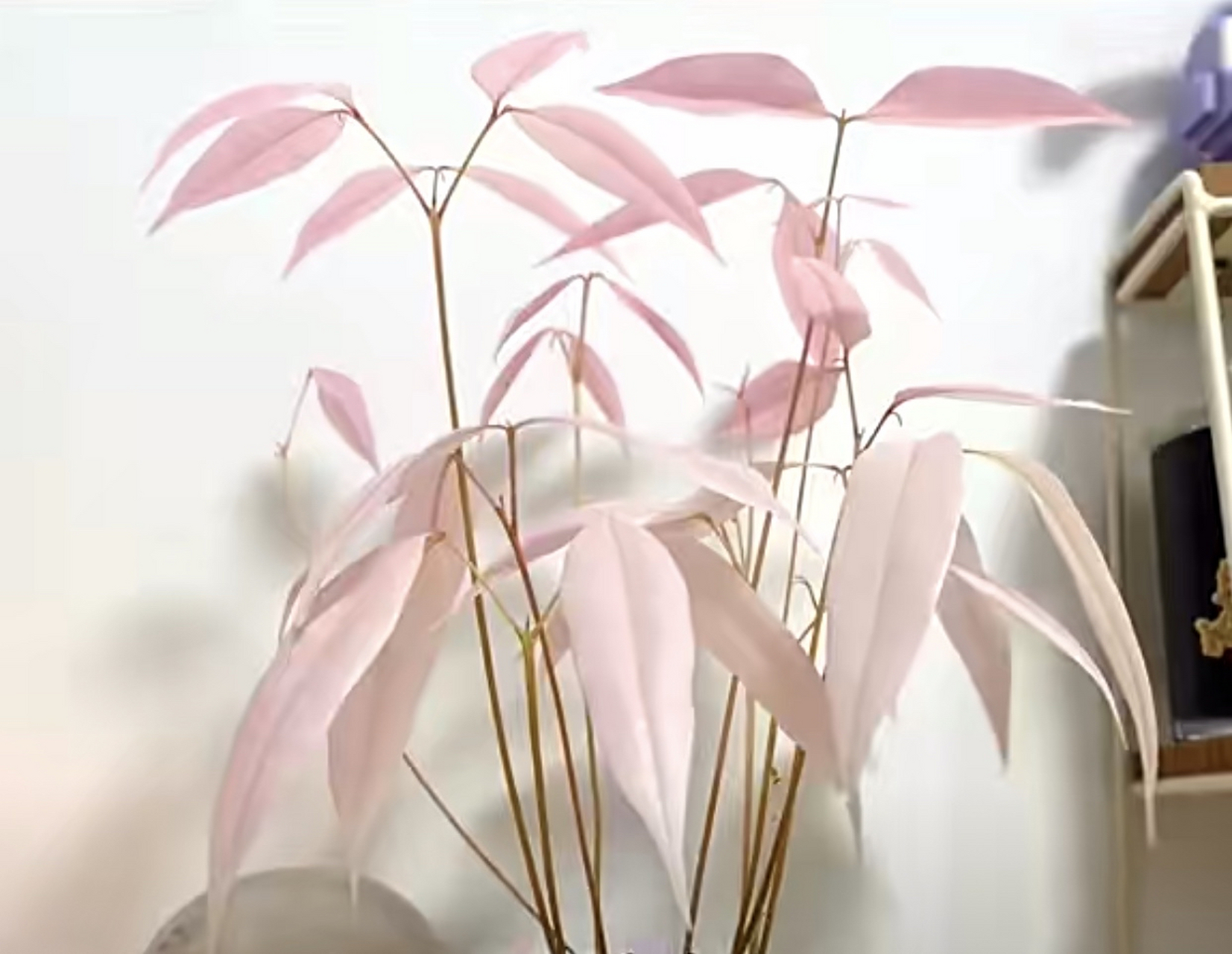 荔枝盆栽好好看,荔枝树芽苗期叶子居然是粉色的,好惊艳呀![心]