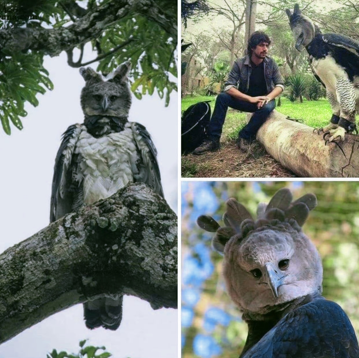 美洲角雕,翼展可达两米.图四它的残骸