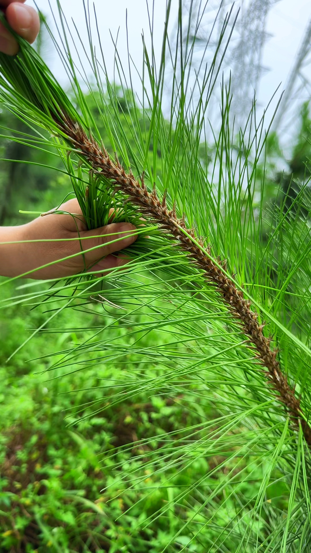 松针树图片药用价值图片