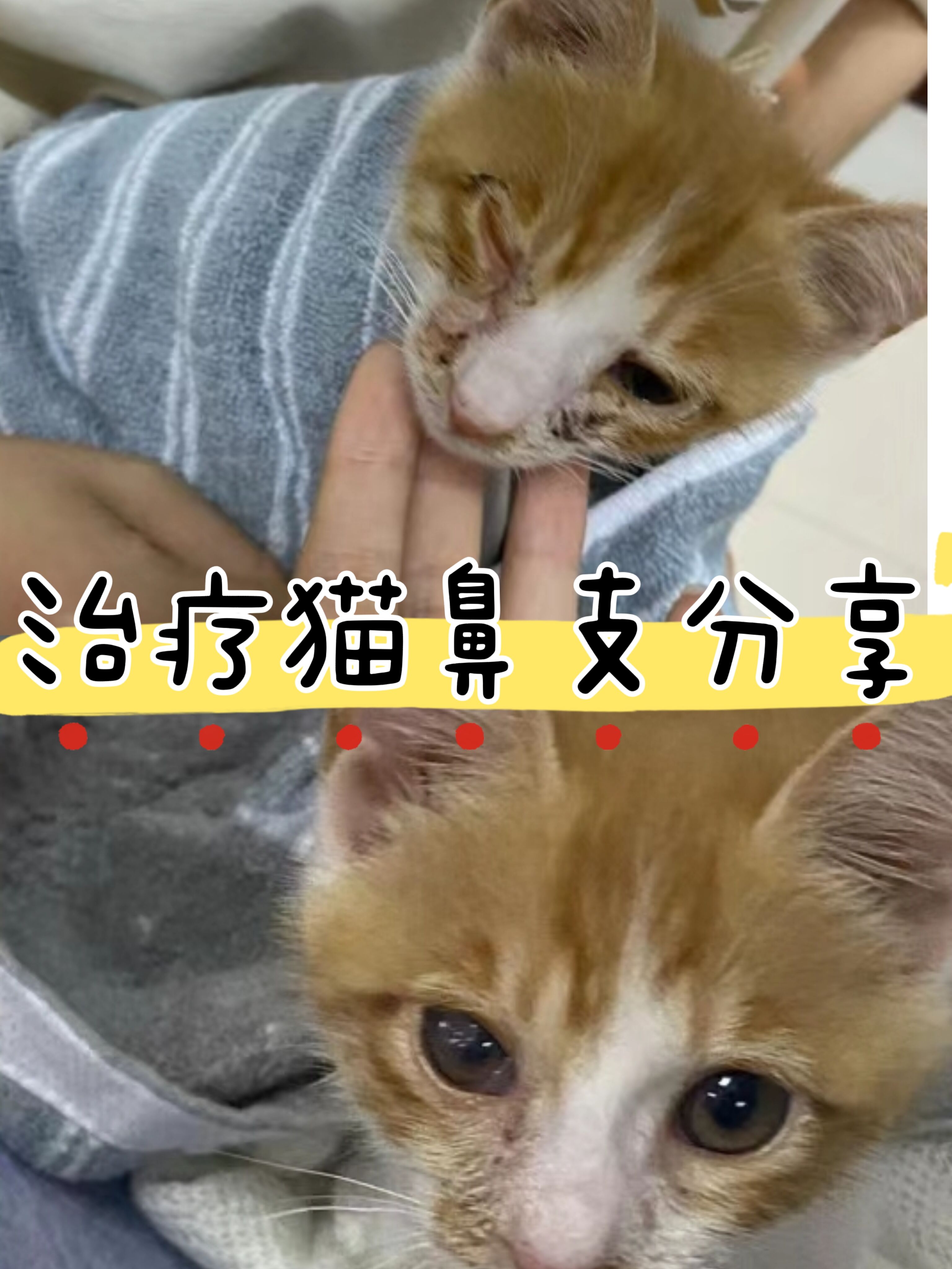 猫鼻支花了一个月工资,真的后悔养了 猫咪是我租房的时候在楼下捡到