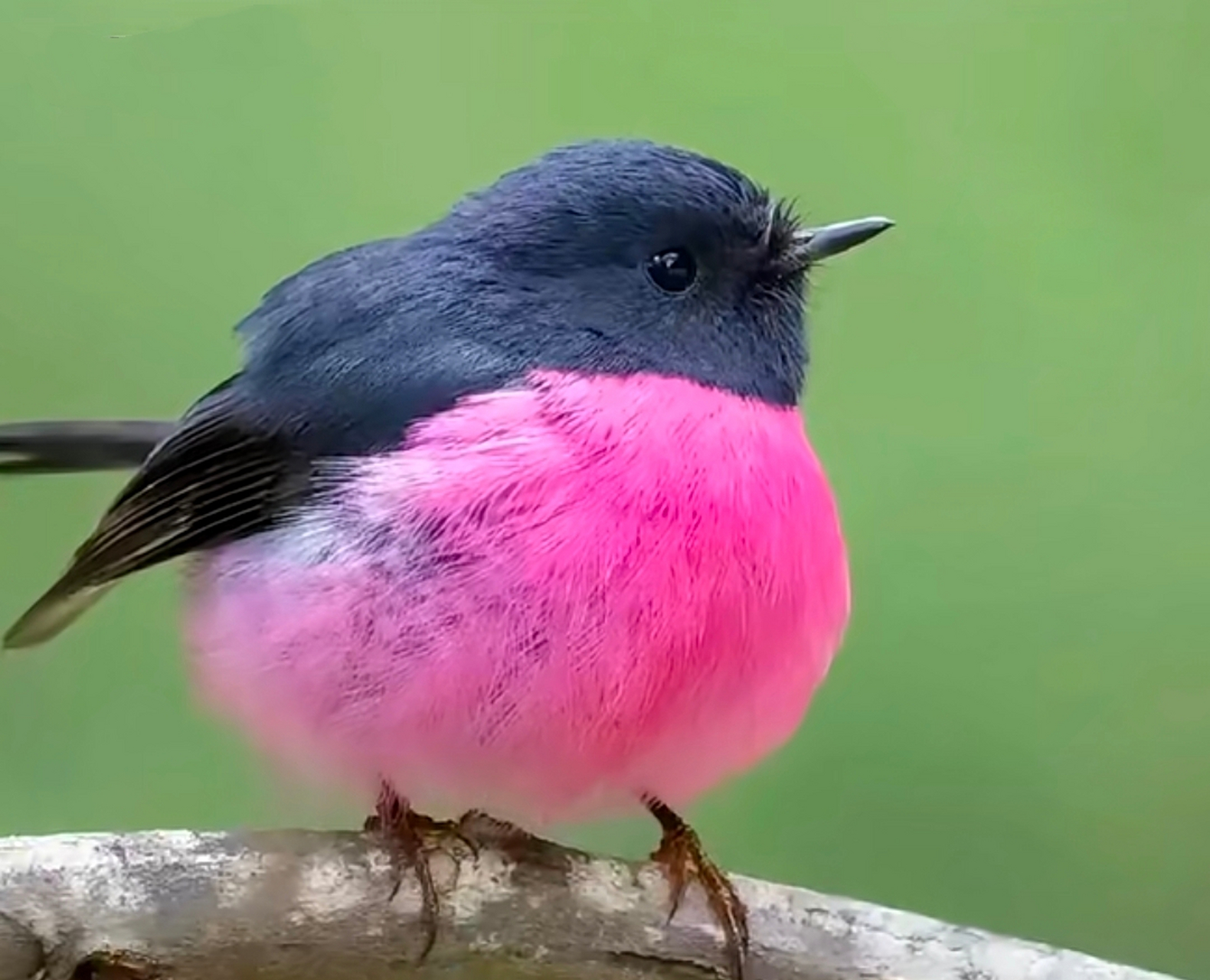 难得一见,粉色的知更鸟,滚圆滚圆的.