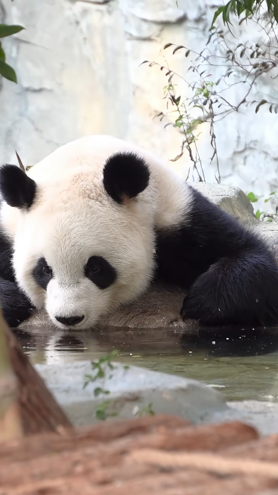 熊猫图片大全真实图片