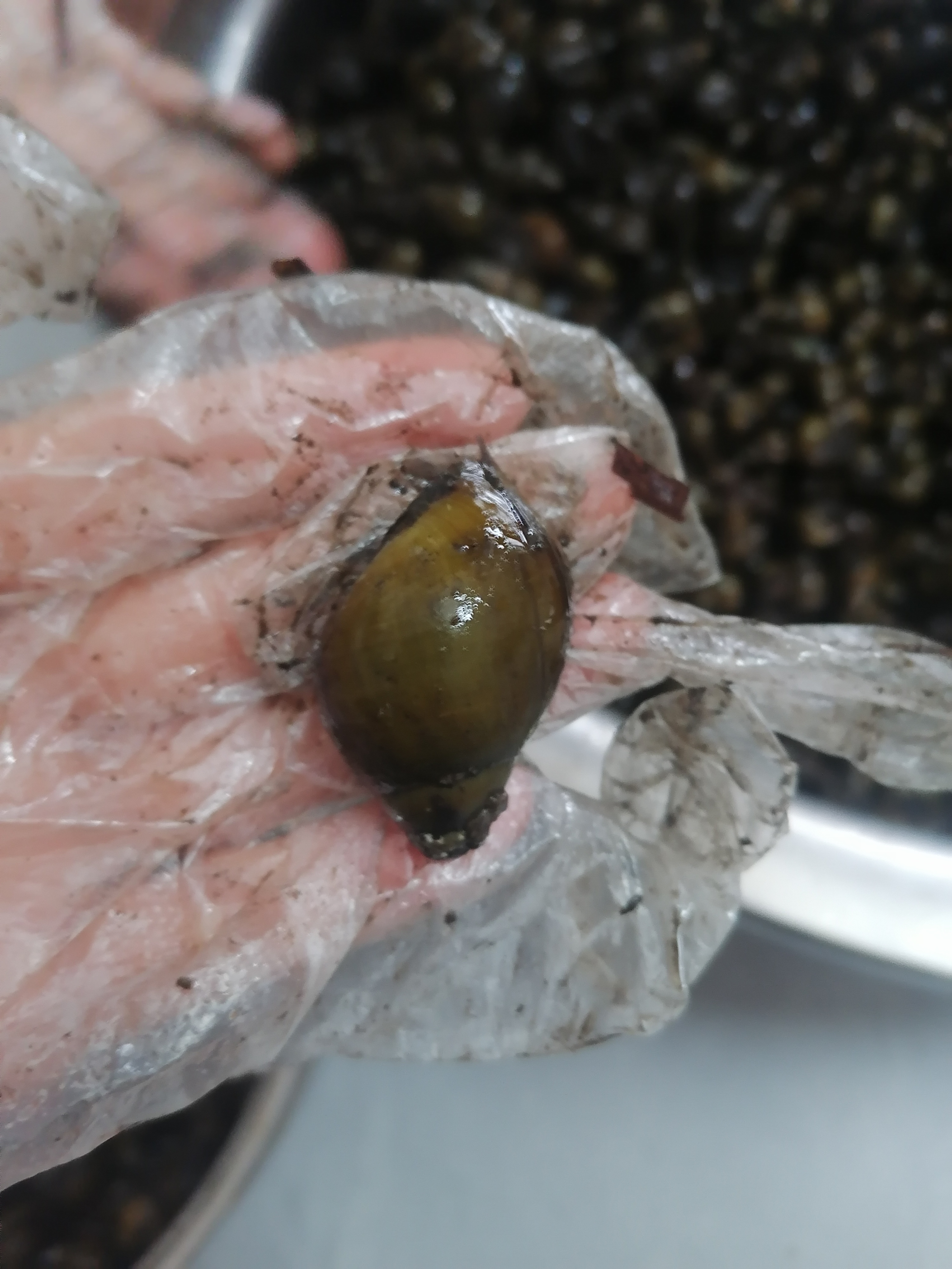 今天大姐说从菜市买了几十斤石螺回来! 我一看那石螺好大个!