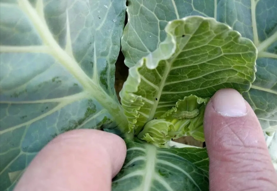 溴虫氟苯双酰胺对鳞翅目和鞘翅目昆虫,如斜纹夜蛾,茶小卷叶蛾,黄曲条