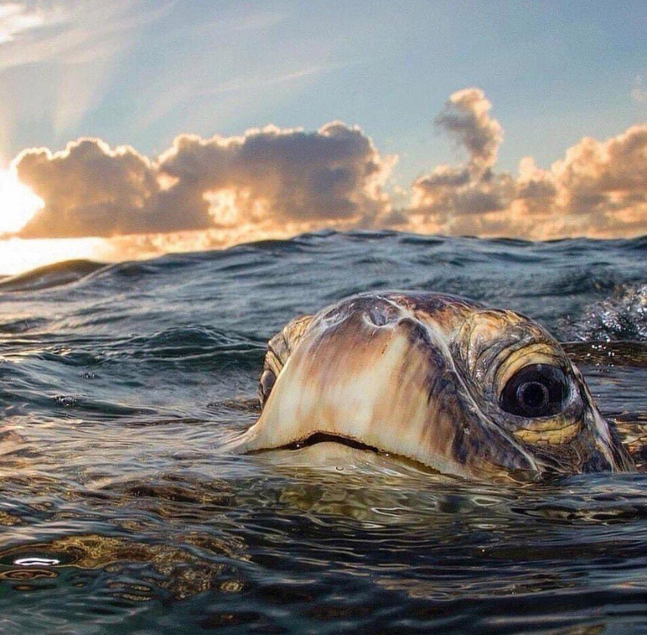 有人说是海龟,可仔细看看,真的是海龟吗?