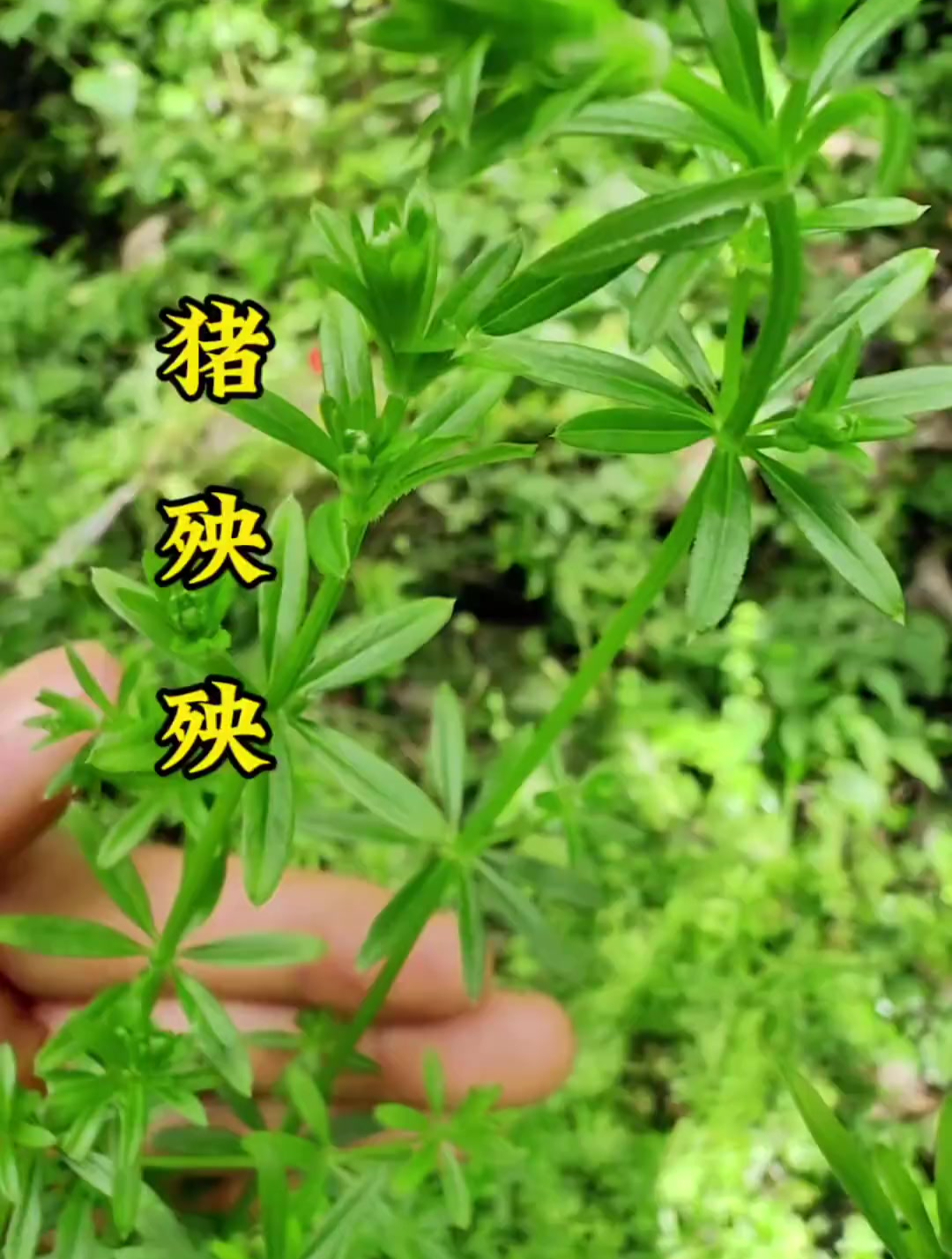 猪殃殃,俗称八仙草,利尿草,没想到这么珍贵,晒干却值钱了-度小视