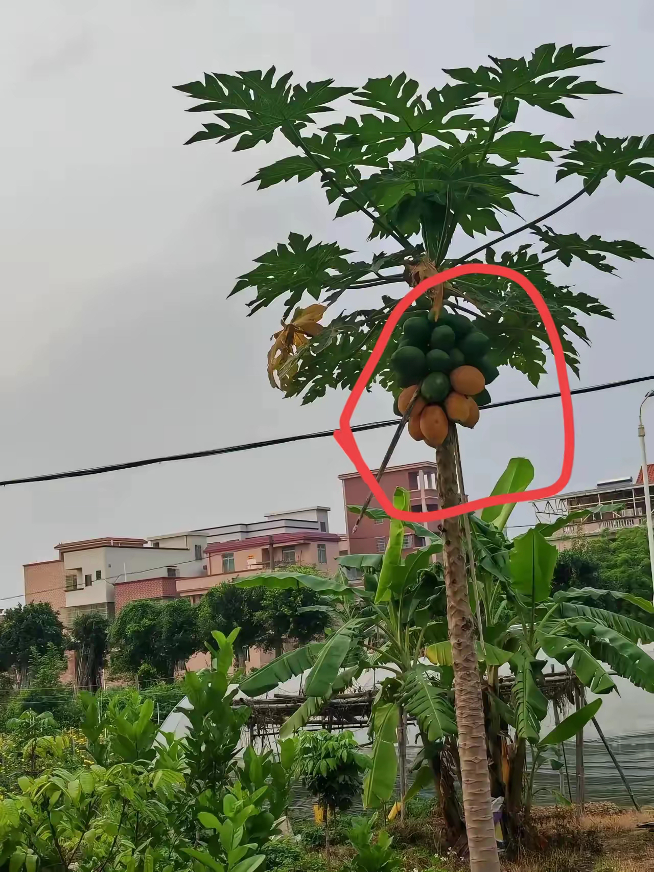 第一次见在广东的那些老爷爷老奶奶说是大树菠萝这东西好吃吗?