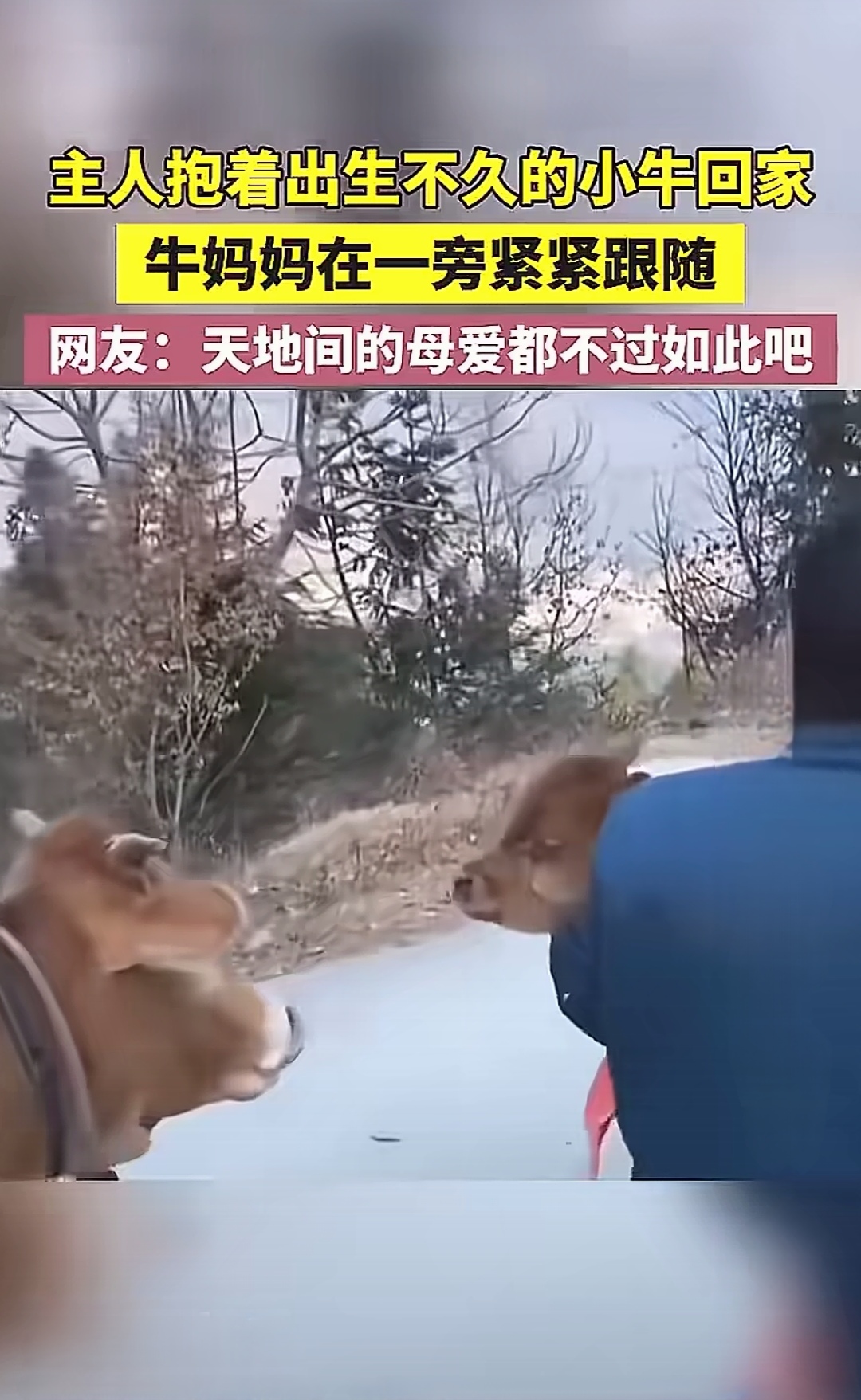 又见动物界的伟大母爱  主人抱着刚出生不久的小牛回家  牛妈妈一路