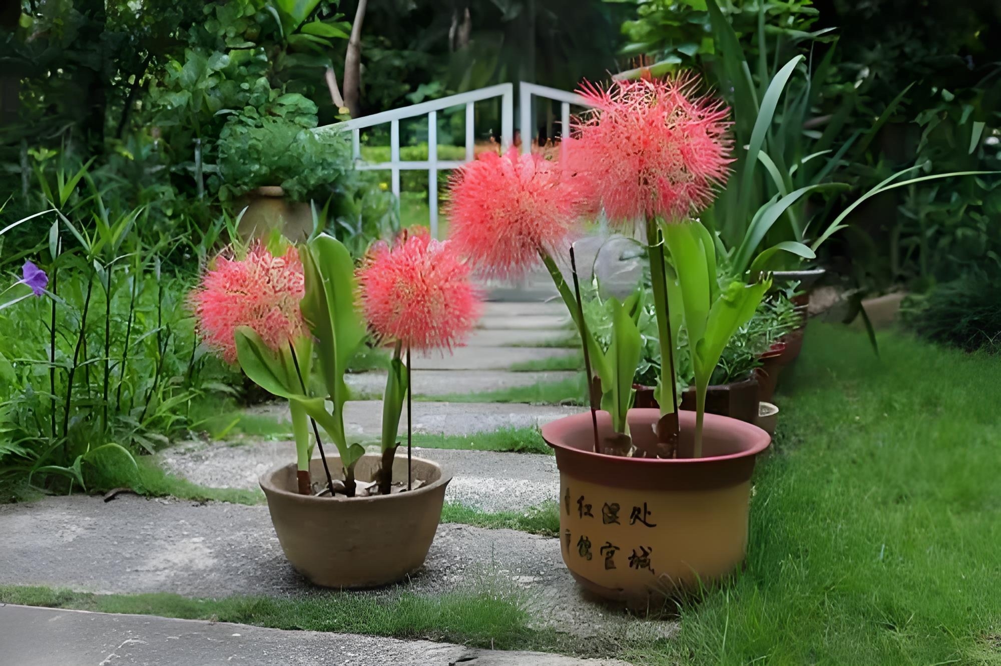 网球花的栽种技巧大揭秘