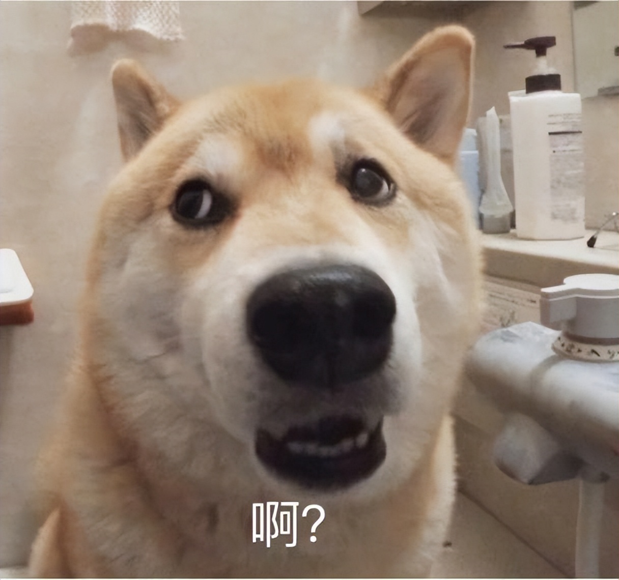 最容易"背叛"主人的几种狗,你家狗上榜了吗?