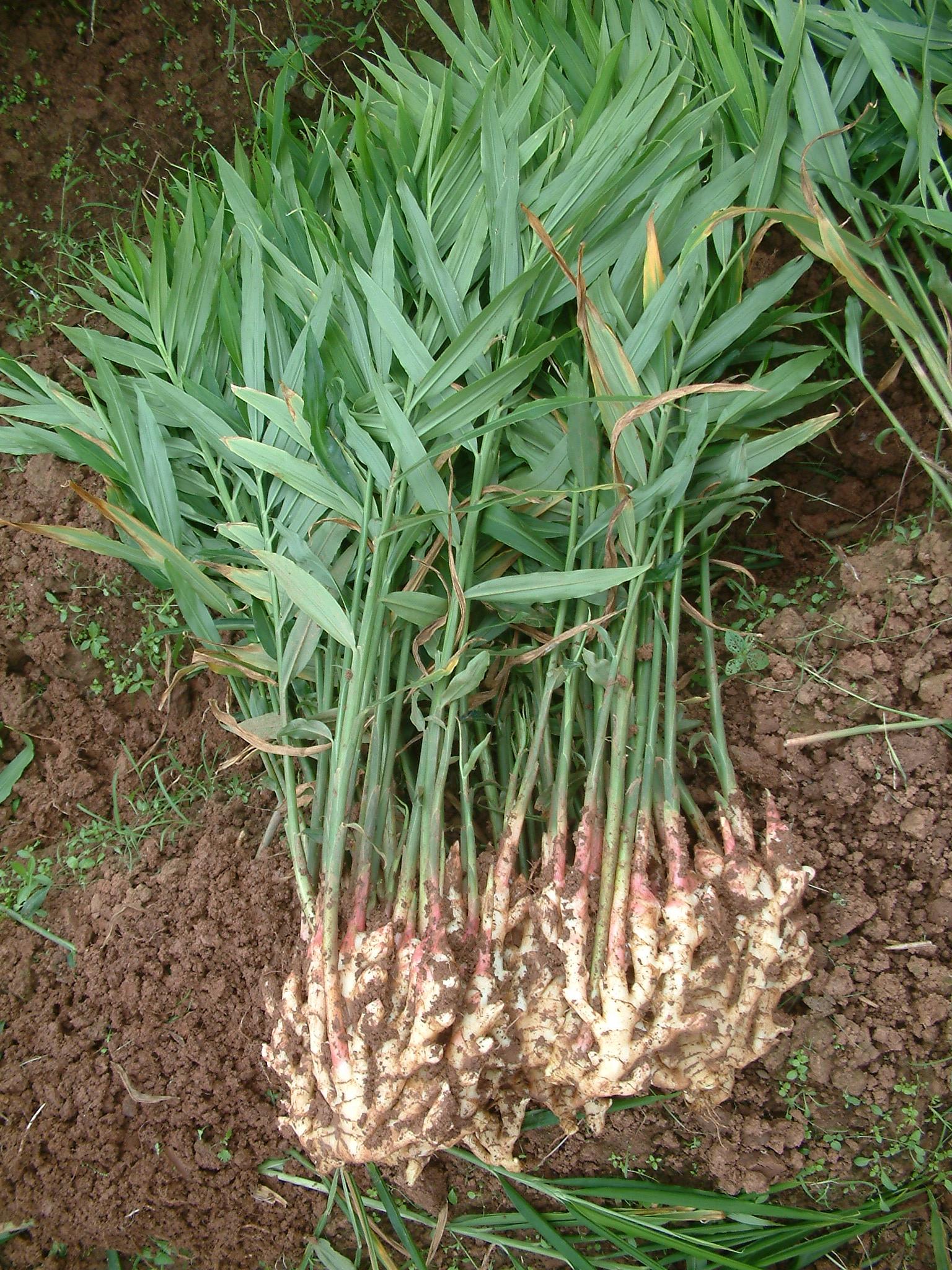 种植生姜要想实现高产高效,你需要提前做好哪些准备?