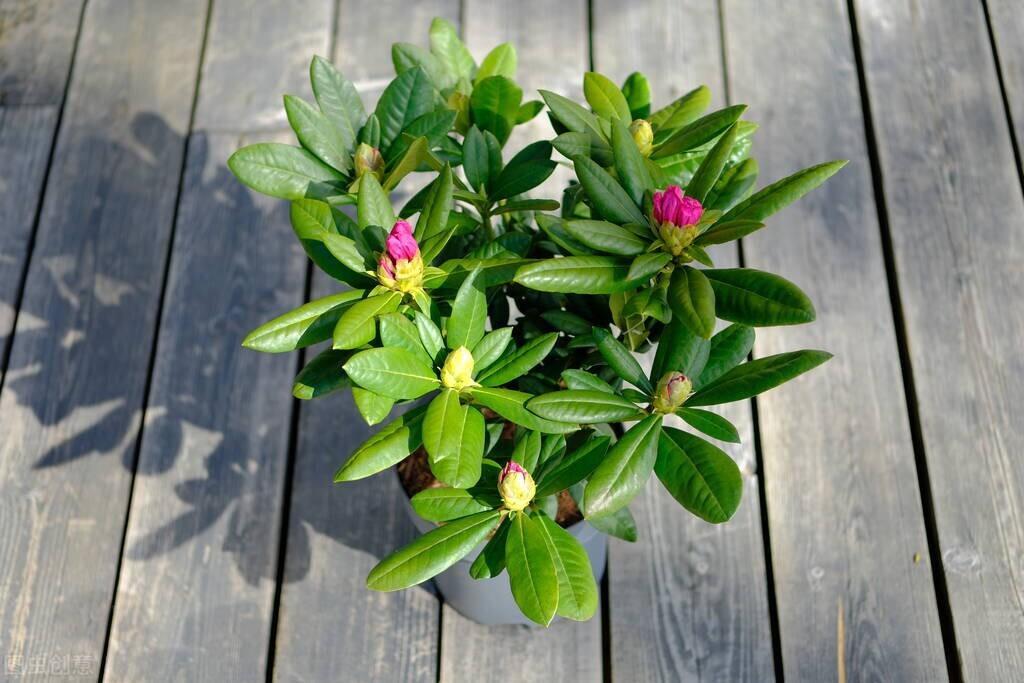 西洋杜鹃花如何嫁接繁殖?嫁接后如何管理