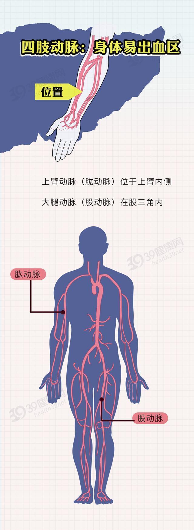 肱动脉搏动位置图片