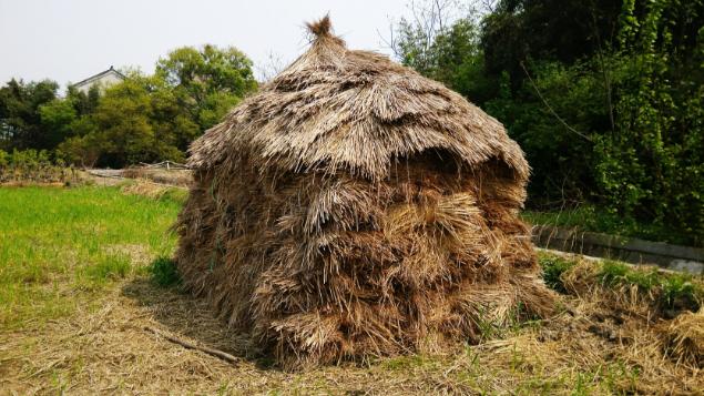 回顾:农村曾随处可见的柴火垛,如今为何消失不见它有什么弊端?