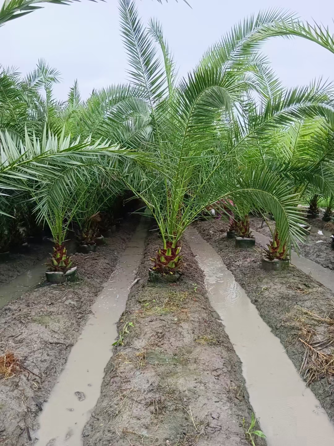 加拿利海枣的生态价值体现在哪些方面?种植养护方面