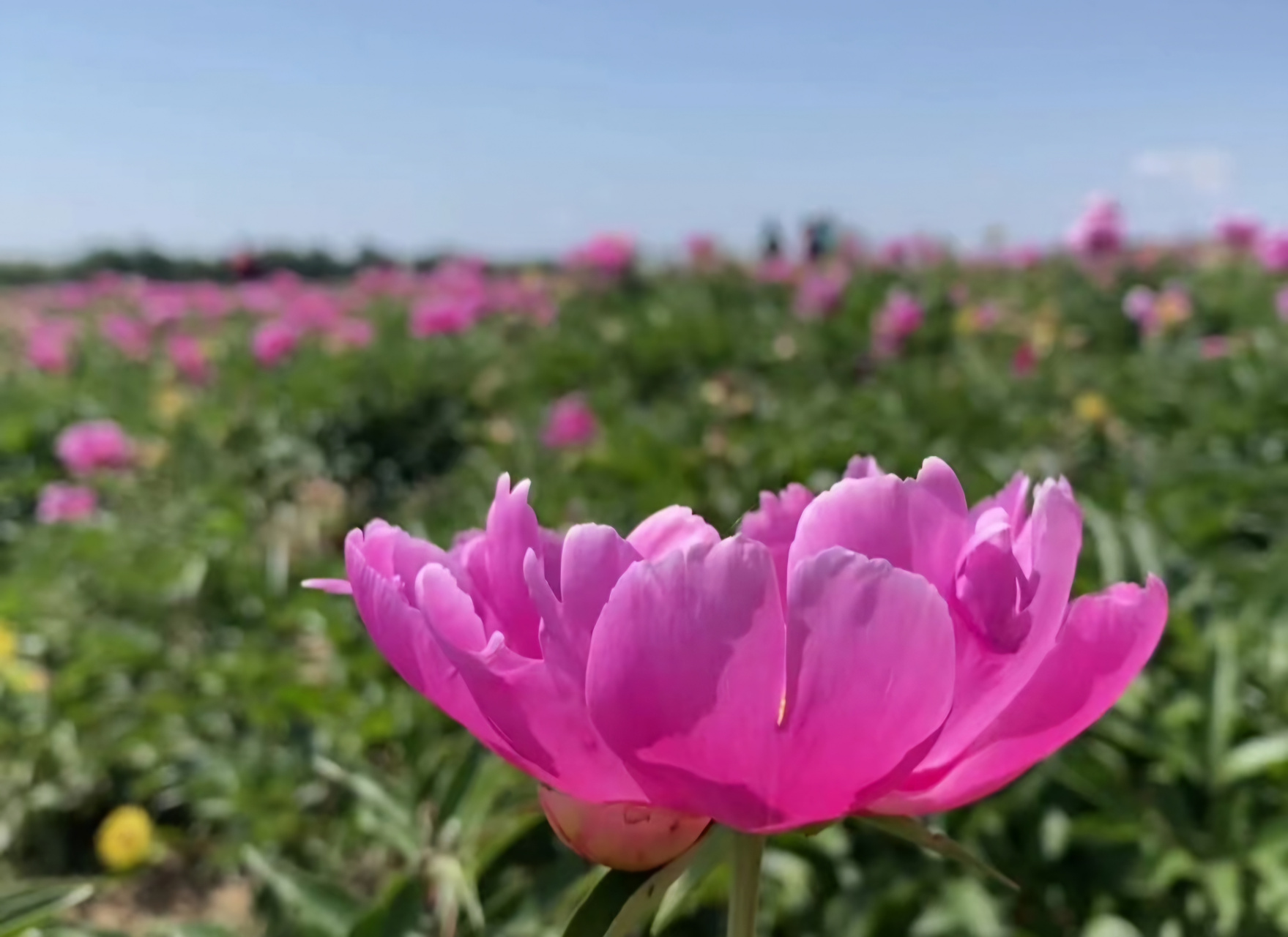 【最美辽宁】辽宁省葫芦岛市南票区:芍药花开 花瓣似锦#有一种美好叫