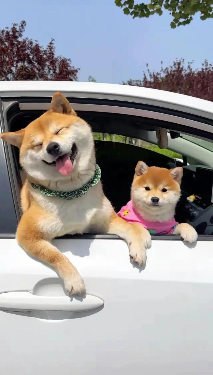 狗狗萌萌哒的表情真讨人欢喜.