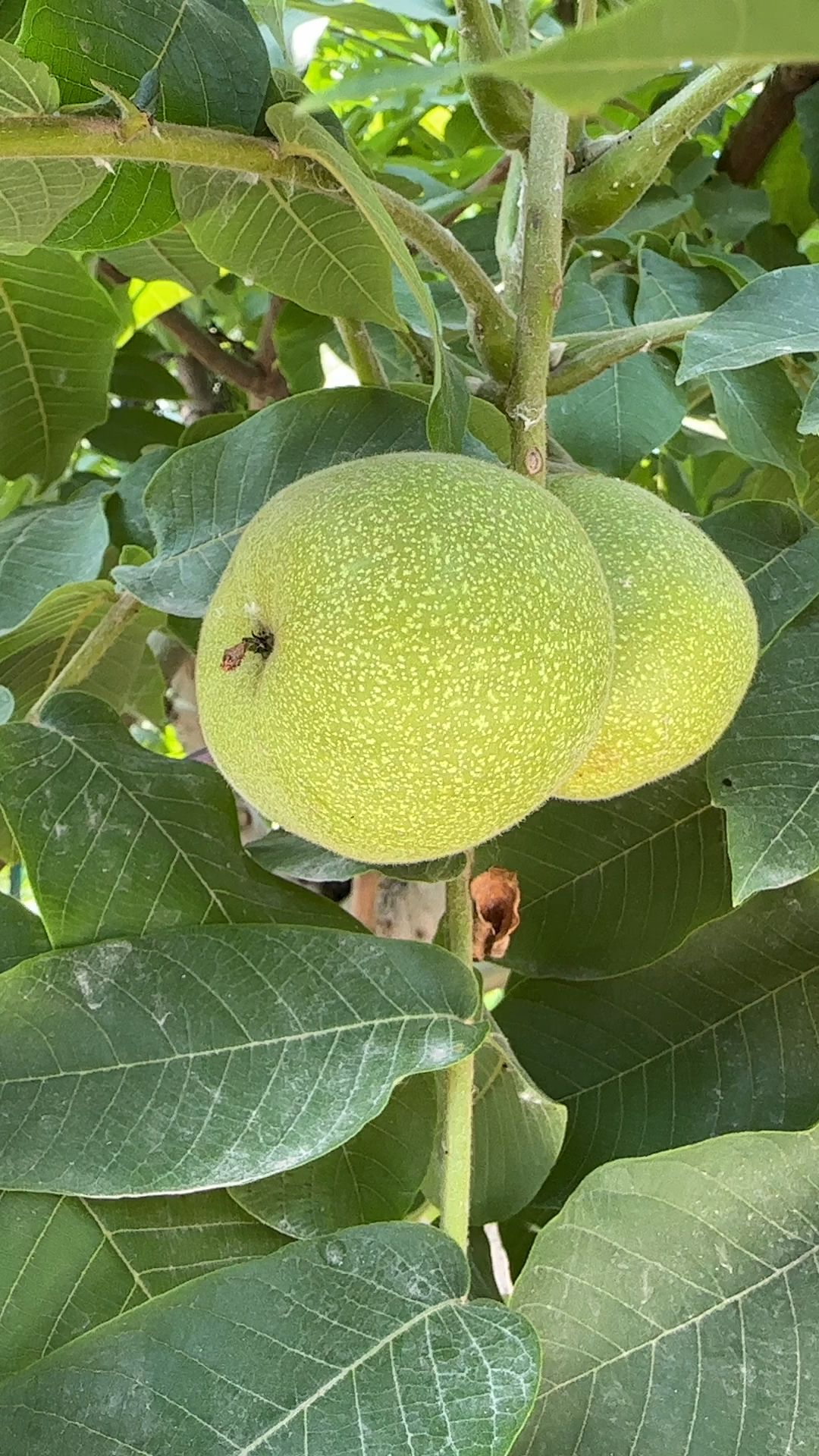 驴打滚麻核桃,这青皮跟苹果一样-度小视