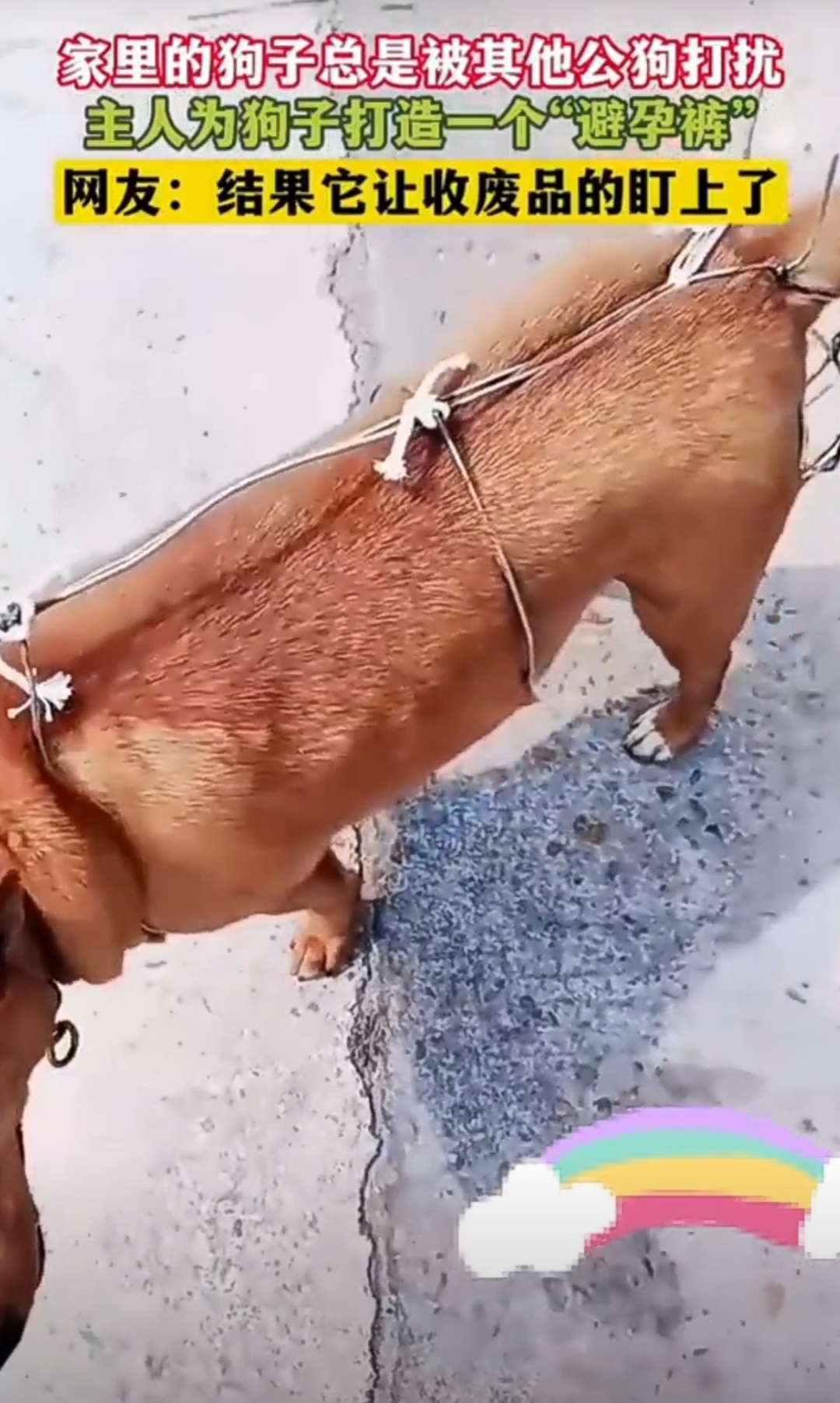爱狗狗 做法