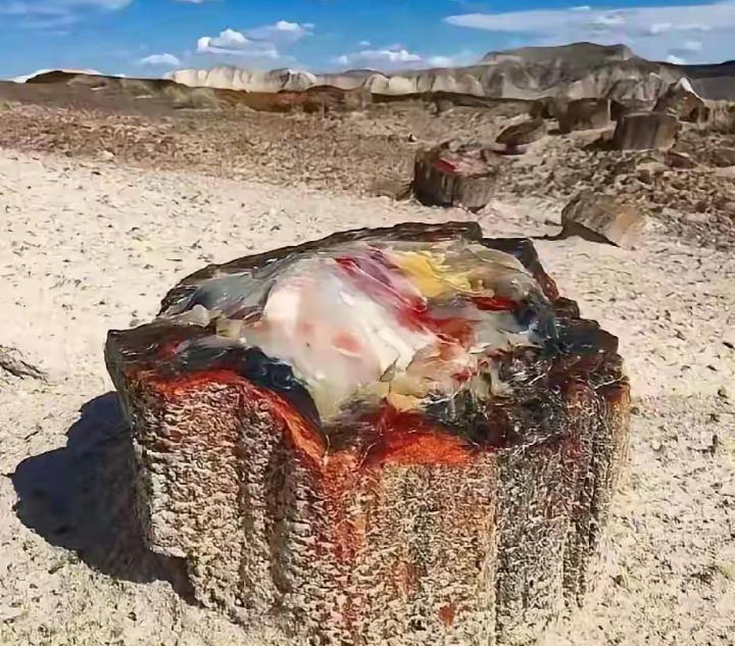 这么漂亮的树化石还是第一次见,真好看啊