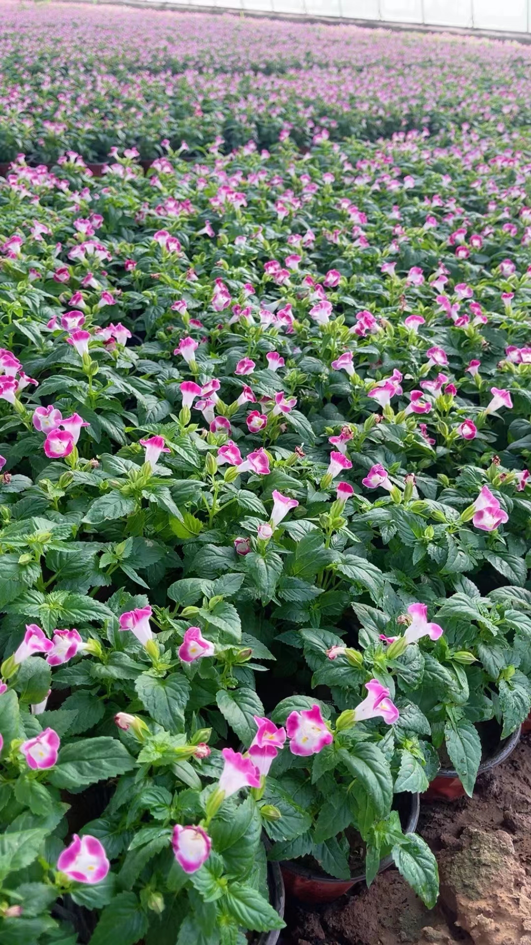 夏堇别名:花公草,倒胆草,蚌壳草,散胆草,老蛇药,蝴蝶花