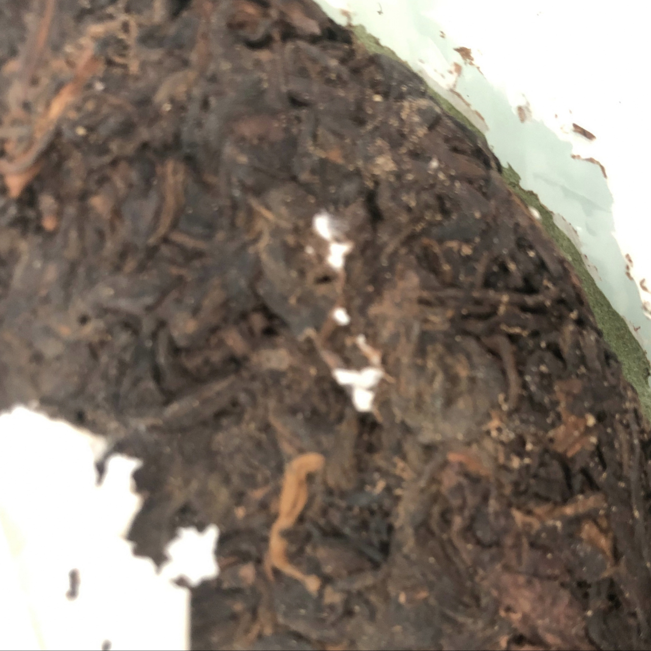 前几天老舅送了我家一饼陈年普洱茶饼,打开一看全是虫子,可给我恶心坏