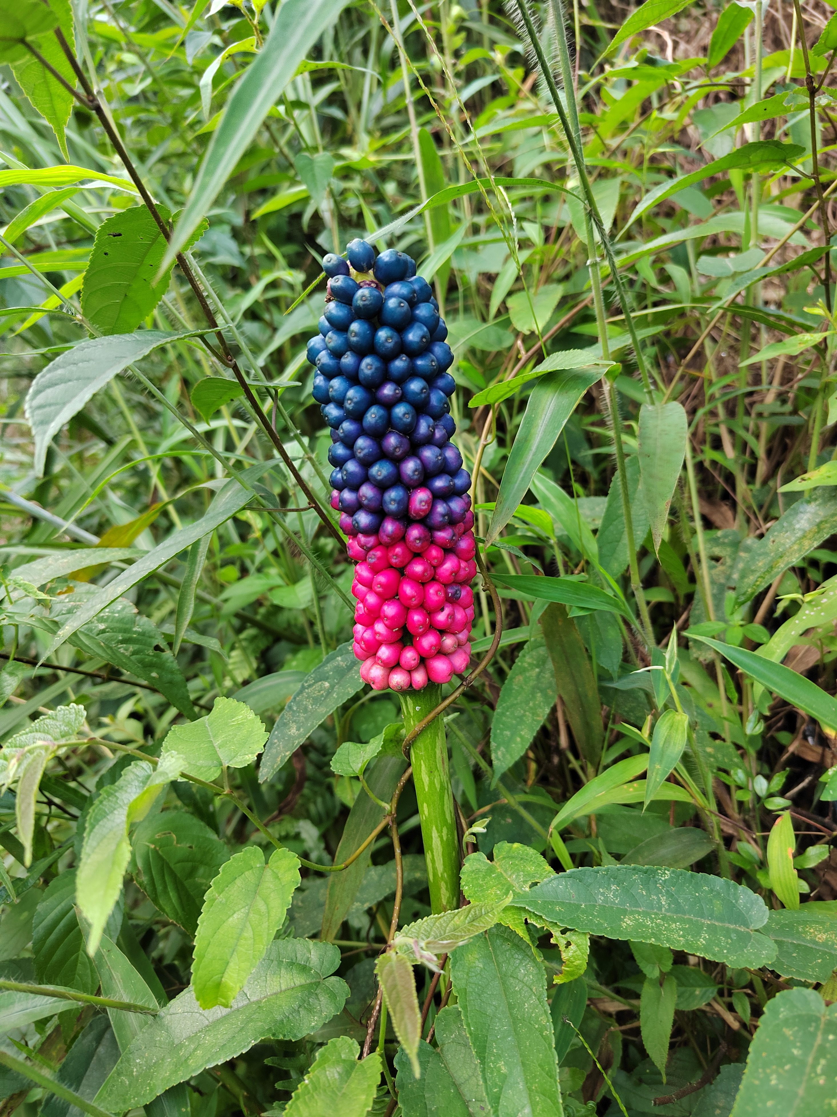 来咯!野生玉米熟了