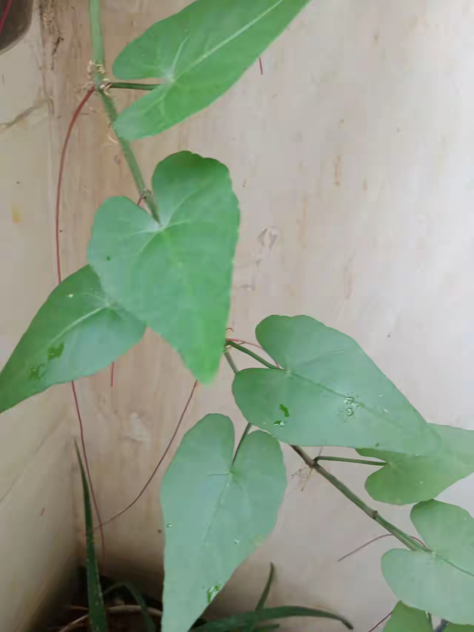 叫什么植物,去年在外面吃米粉时看到店门口挂有一条条美丽的金丝条