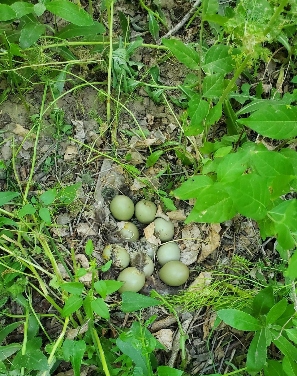 绿色的,这是恐龙蛋吗?