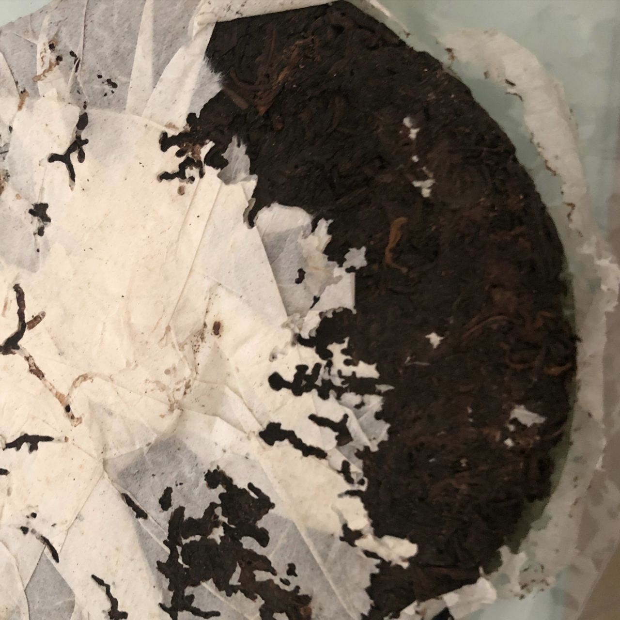 前几天老舅送了我家一饼陈年普洱茶饼,打开一看全是虫子,可给我恶心坏