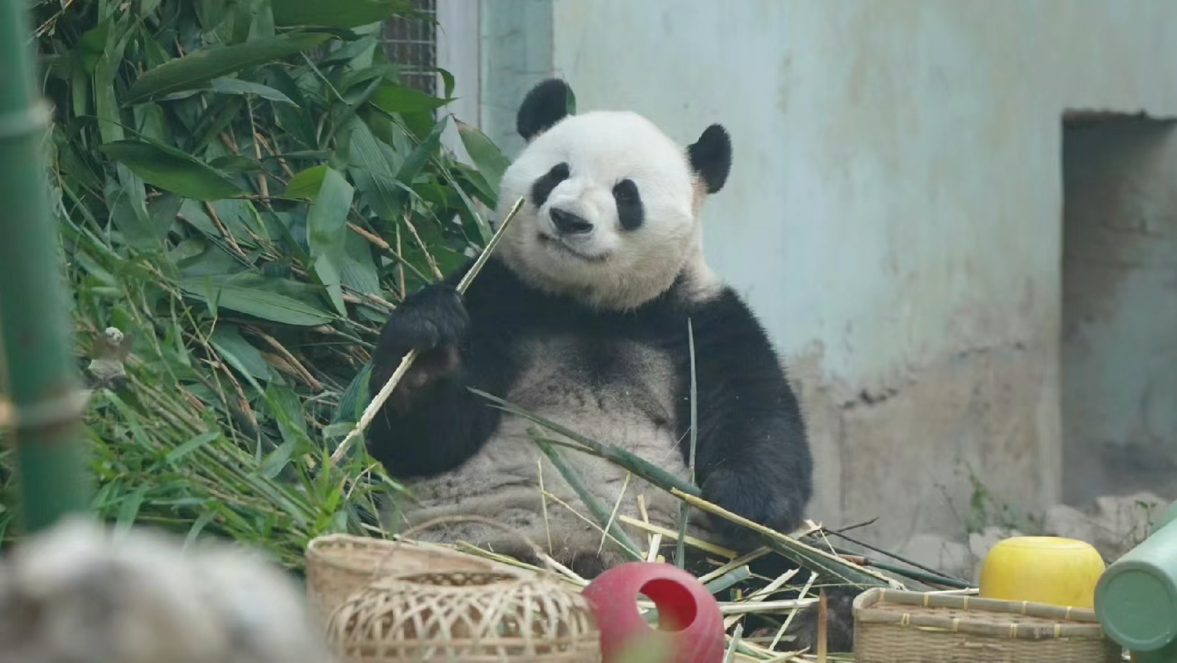 熊猫歪嘴笑表情包图片