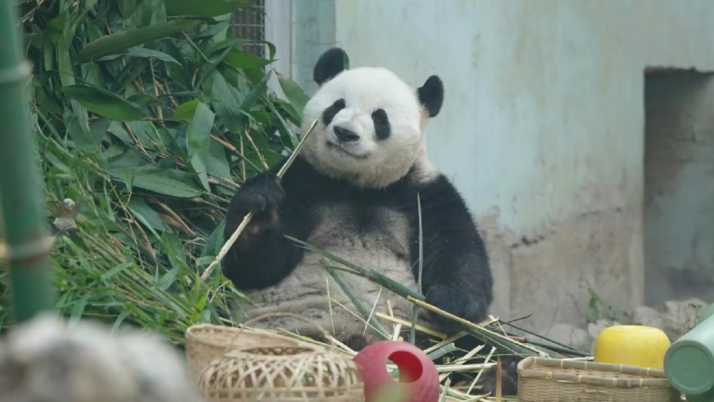 熊猫歪嘴的表情包图片