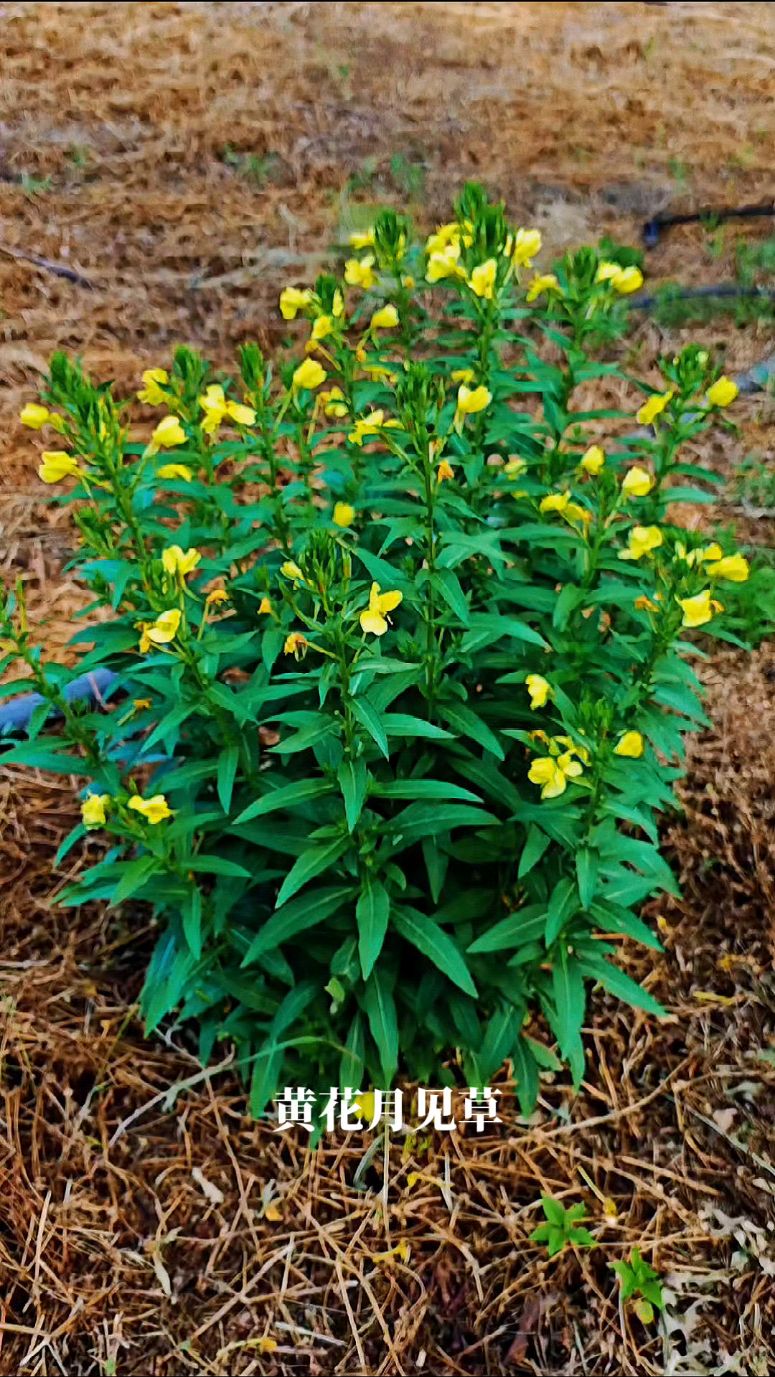 开黄花的植物药材图片